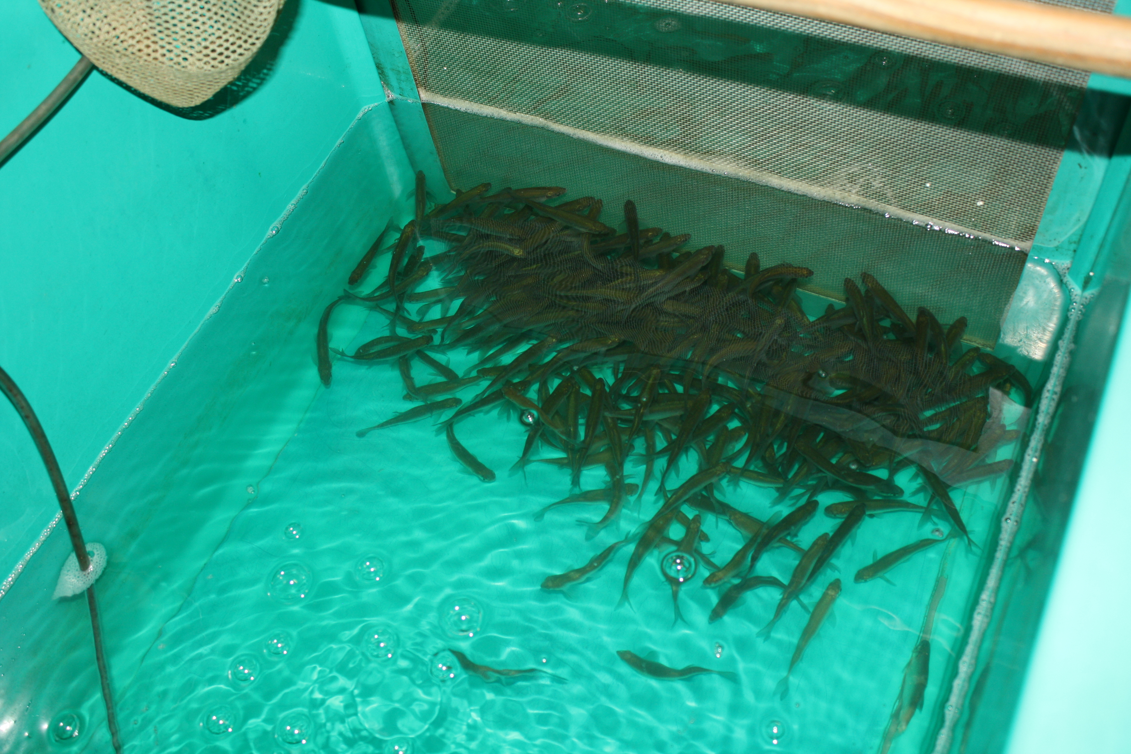 Live Bait Minnows  Smith Mountain Lake Captains Quarters